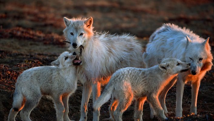 High Desert Museum to Showcase Exhibition Featuring Wolves Photographed ...