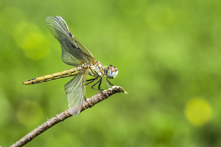 Beautiful nature scene dragonfly. Showing of eyes and wings detail.