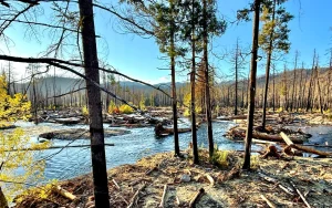 fire ravaged south fork McKenzie River by Chris LaVoie